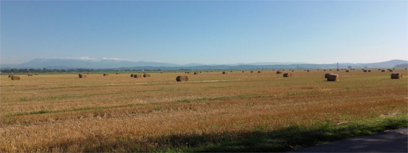 Polje